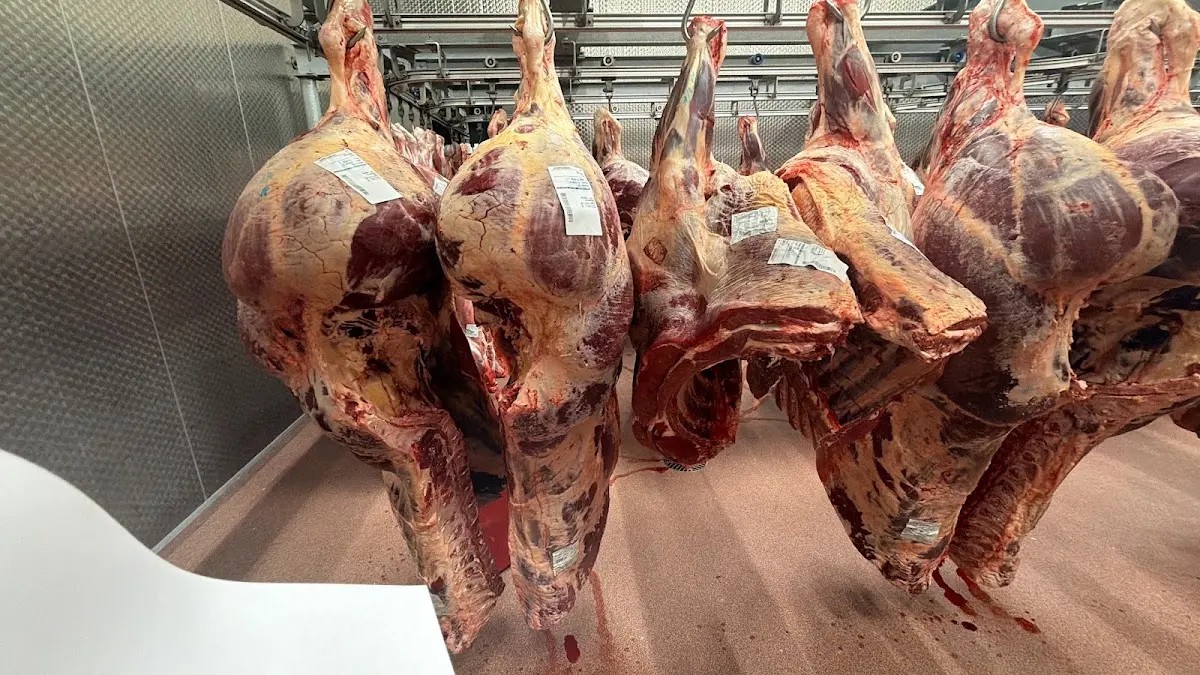 Huriko Beef, Sint-Pieters-Leeuw